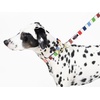 image:imageKate Spade New York Cute Dog Collar 105135 Adjustable Gold Metal Details Plastic Buckle Small to Medium Dogs Raining Cats amp Dogs PatternAdventure Stripe