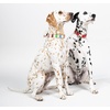 image:imageKate Spade New York Cute Dog Collar 105135 Adjustable Gold Metal Details Plastic Buckle Small to Medium Dogs Raining Cats amp Dogs PatternAdventure Stripe