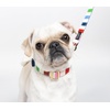 image:imageKate Spade New York Cute Dog Collar 105135 Adjustable Gold Metal Details Plastic Buckle Small to Medium Dogs Raining Cats amp Dogs PatternAdventure Stripe