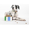 image:imageKate Spade New York Cute Dog Collar 105135 Adjustable Gold Metal Details Plastic Buckle Small to Medium Dogs Raining Cats amp Dogs PatternAdventure Stripe