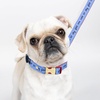 image:imageKate Spade New York Cute Dog Collar 105135 Adjustable Gold Metal Details Plastic Buckle Small to Medium Dogs Raining Cats amp Dogs PatternRaining Cats and Dogs