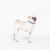 image:imageKate Spade New York Cute Dog Collar 105135 Adjustable Gold Metal Details Plastic Buckle Small to Medium Dogs Raining Cats amp Dogs PatternRaining Cats and Dogs
