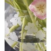 image:imagekate spade new york Spring Pansies Glass Petite Rose BowlPetite Rose Bowl