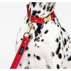 image:imagekate spade new york 6ft Dog Leash Heavy Duty Leash for Female or Male Dogs Cute Pet Leash with Gold Metal Hardware Long Dog Lead for Medium and Large Watercolor DotRed and Pink